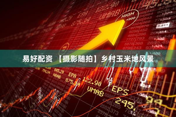 易好配资 【摄影随拍】乡村玉米地风景