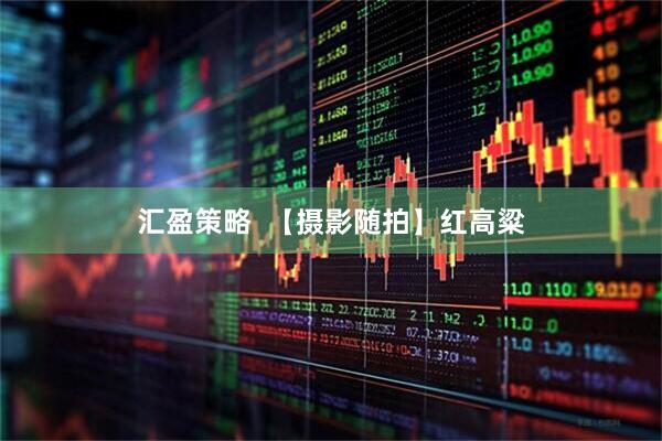 汇盈策略  【摄影随拍】红高粱